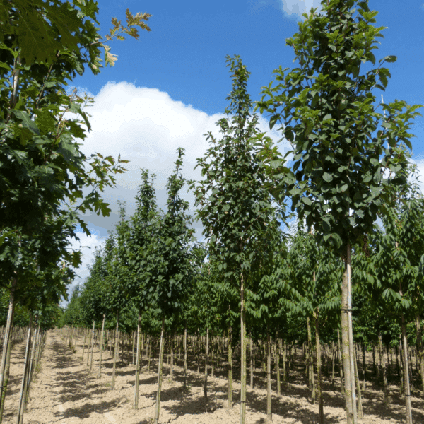 PRUNUS padus 'Tiefurt' – Image 9
