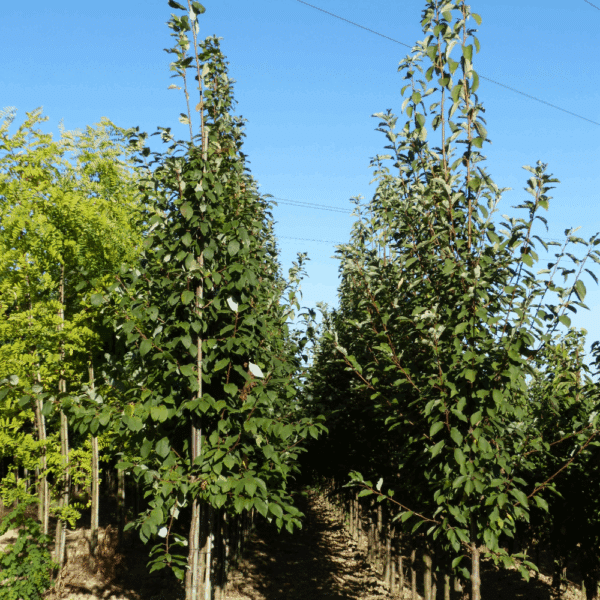 PRUNUS padus 'Tiefurt' – Image 8