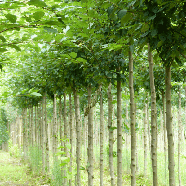 PRUNUS padus 'Tiefurt' – Image 6