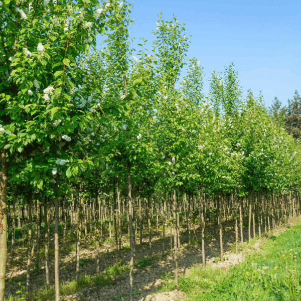 PRUNUS padus 'Tiefurt' – Image 7
