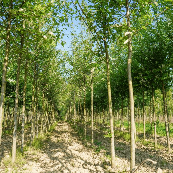 PRUNUS padus 'Watereri' – Image 7