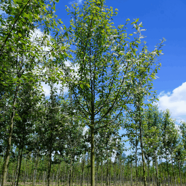 PRUNUS padus 'Watereri' – Image 5