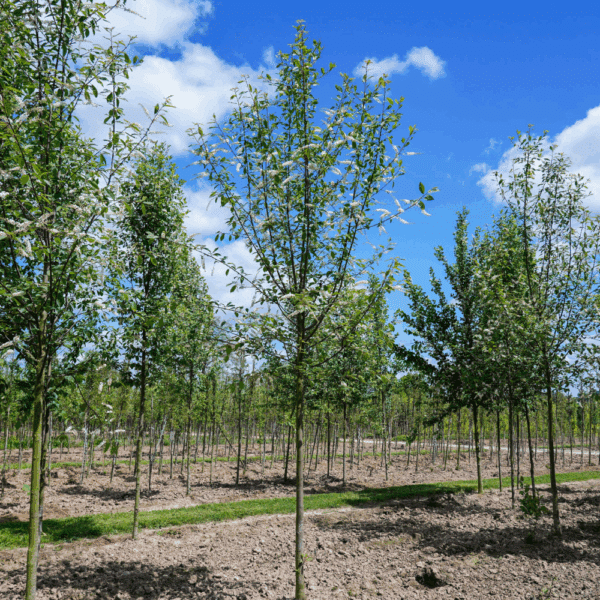 PRUNUS padus 'Watereri' – Image 8