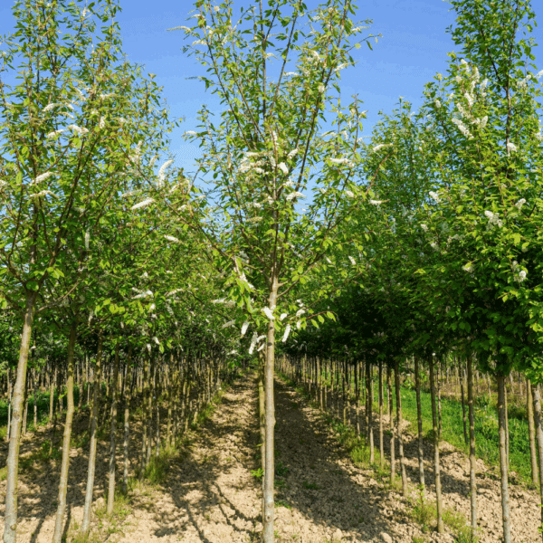 PRUNUS padus 'Watereri' – Image 2