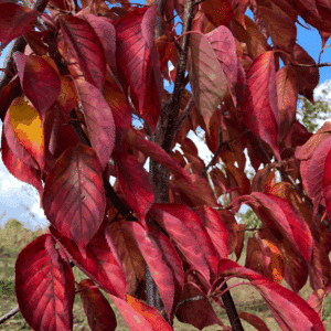 PRUNUS sargentii