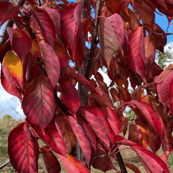 PRUNUS sargentii