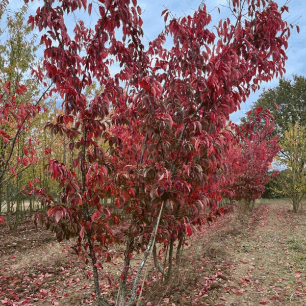 PRUNUS sargentii – Image 2