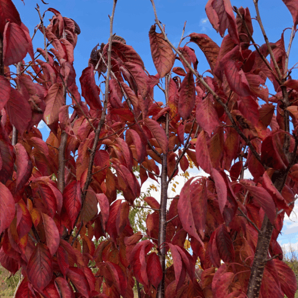 PRUNUS sargentii – Image 4