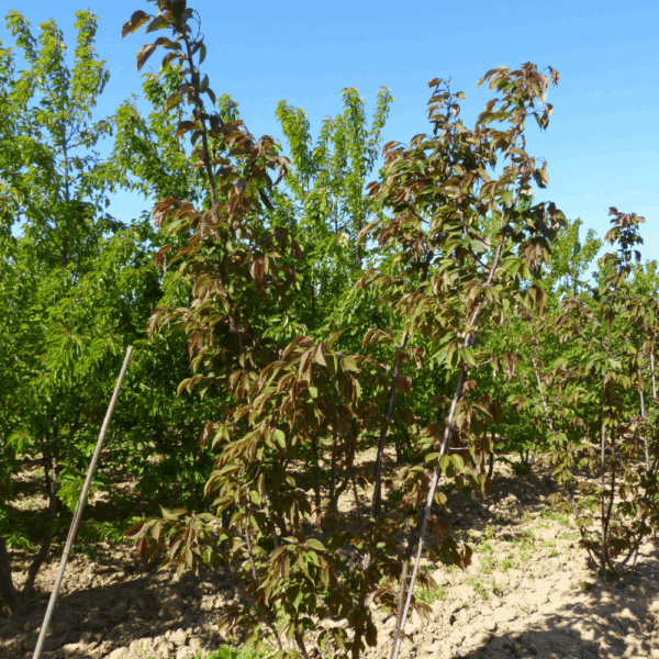 PRUNUS sargentii – Image 8
