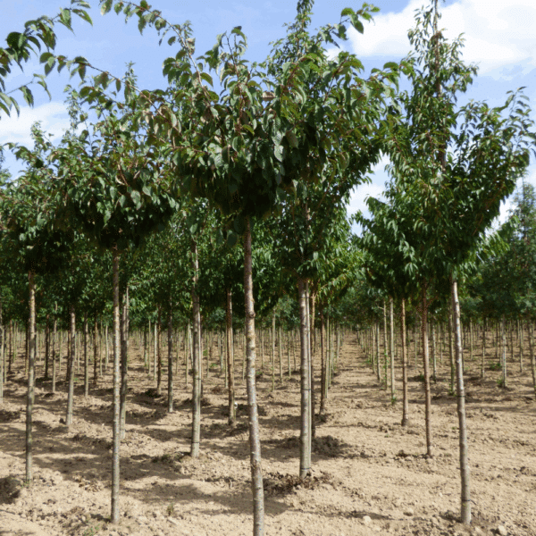 PRUNUS sargentii – Image 7