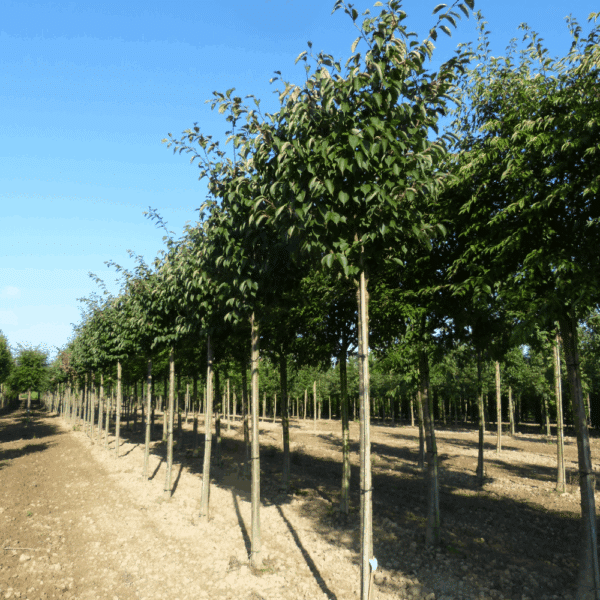 PRUNUS sargentii – Image 6