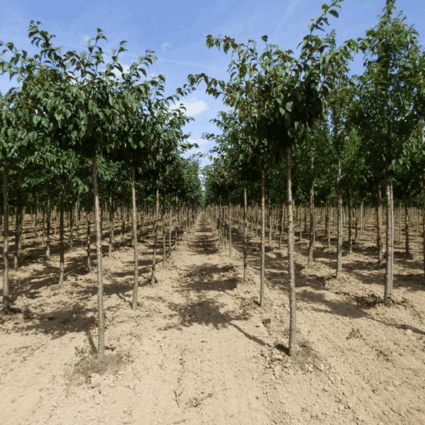 PRUNUS sargentii – Image 5