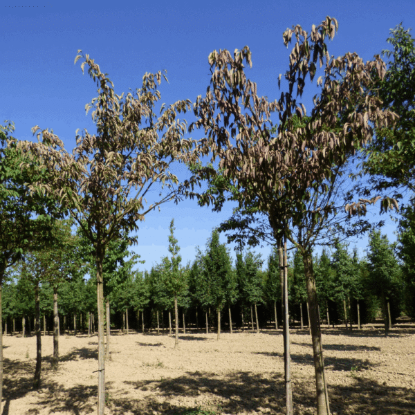 PRUNUS sargentii – Image 3