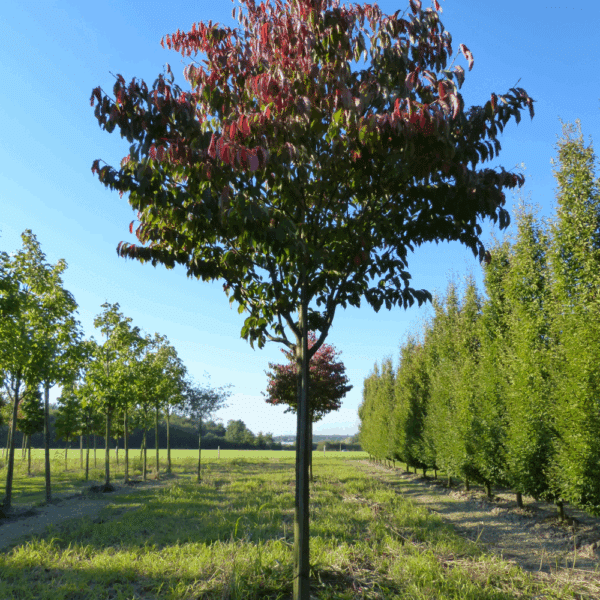 PRUNUS sargentii 'Rancho' – Image 8