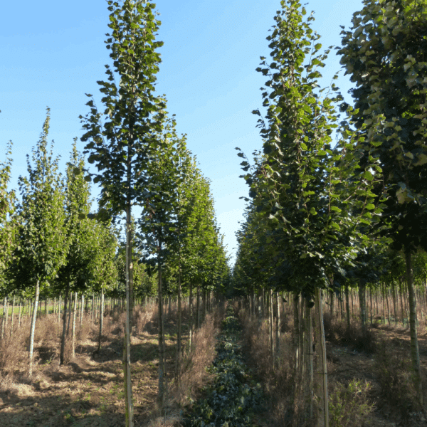 PRUNUS sargentii 'Rancho' – Image 7