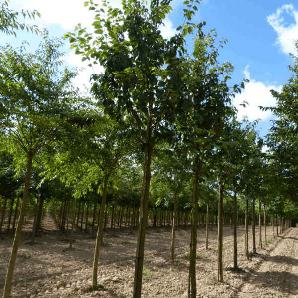 PRUNUS sargentii 'Rancho' – Image 5