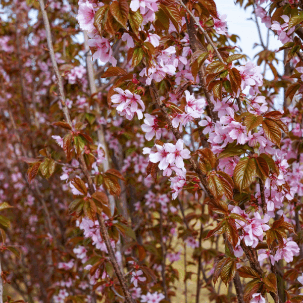 PRUNUS sargentii 'Rancho' – Image 2