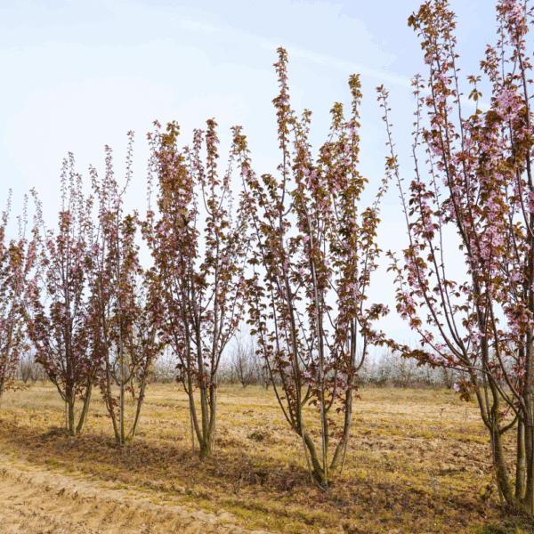 PRUNUS sargentii 'Rancho' – Image 3