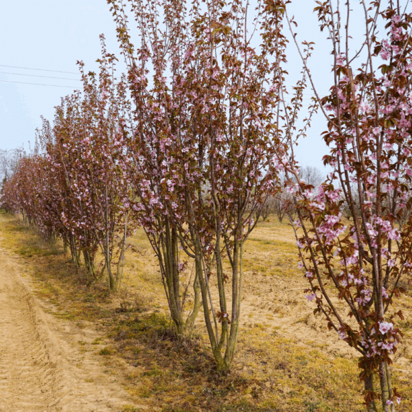 PRUNUS sargentii 'Rancho' – Image 6