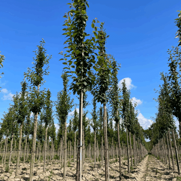 PRUNUS sargentii 'Rancho' – Image 4