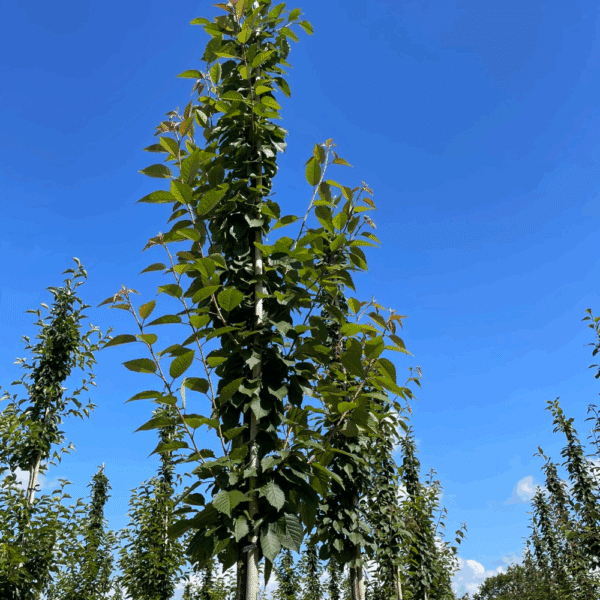 PRUNUS sargentii 'Rancho' – Image 10