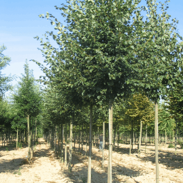 PRUNUS sargentii 'Rancho' – Image 12