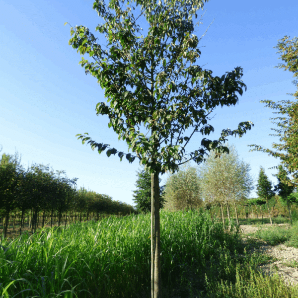 PRUNUS sargentii 'Rancho' – Image 9