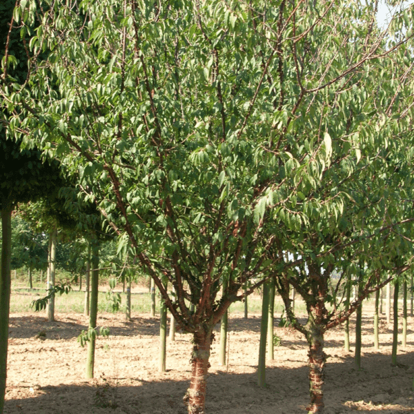 PRUNUS serrula