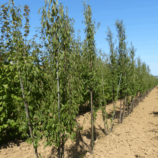 PRUNUS serrula – Image 7