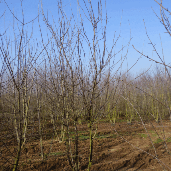 PRUNUS serrula – Image 6