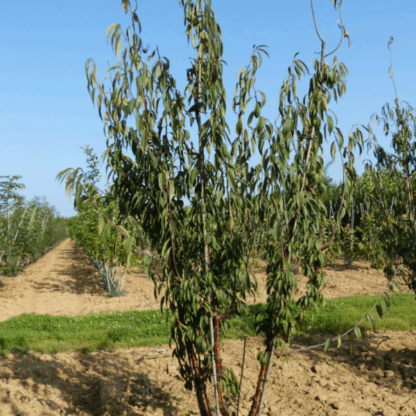 PRUNUS serrula – Image 5