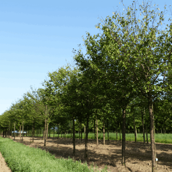 PRUNUS serrula – Image 4