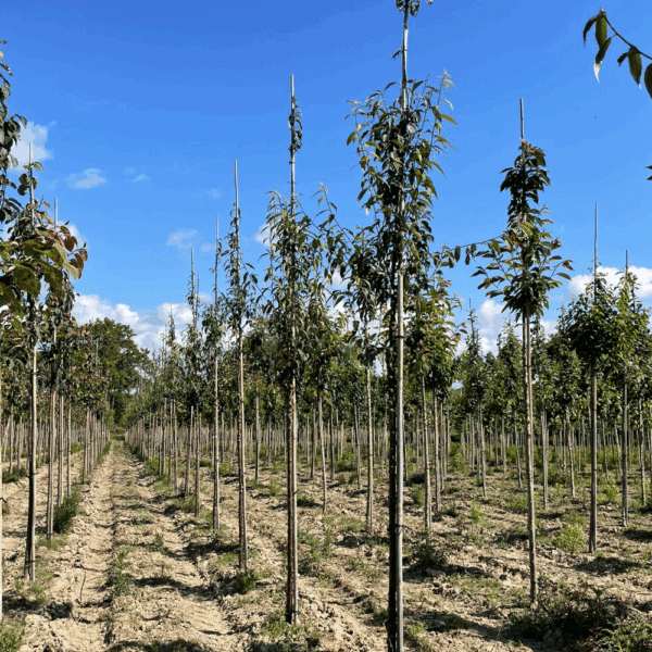 PRUNUS serrula – Image 3