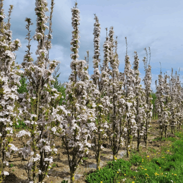 PRUNUS serrulata 'Amanogawa' – Image 4