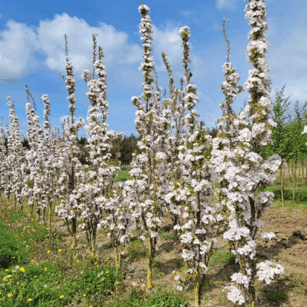 PRUNUS serrulata 'Amanogawa' – Image 2