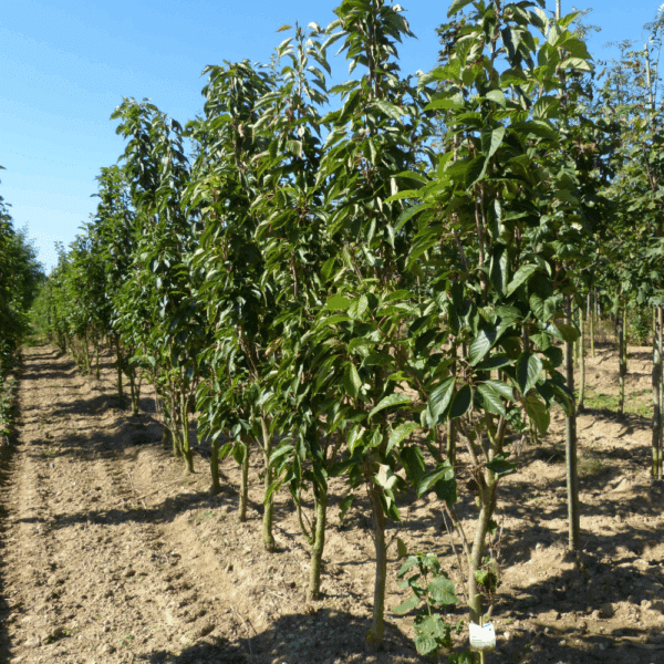 PRUNUS serrulata 'Amanogawa' – Image 6