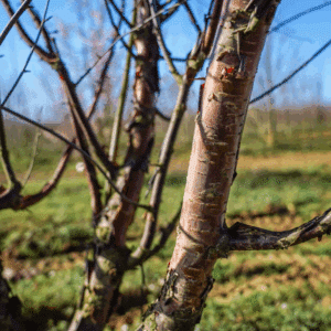 PRUNUS serrula AMBER SCOTS® 'Minscots'