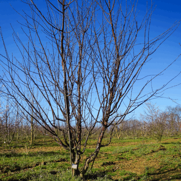 PRUNUS serrula AMBER SCOTS® 'Minscots' – Image 2