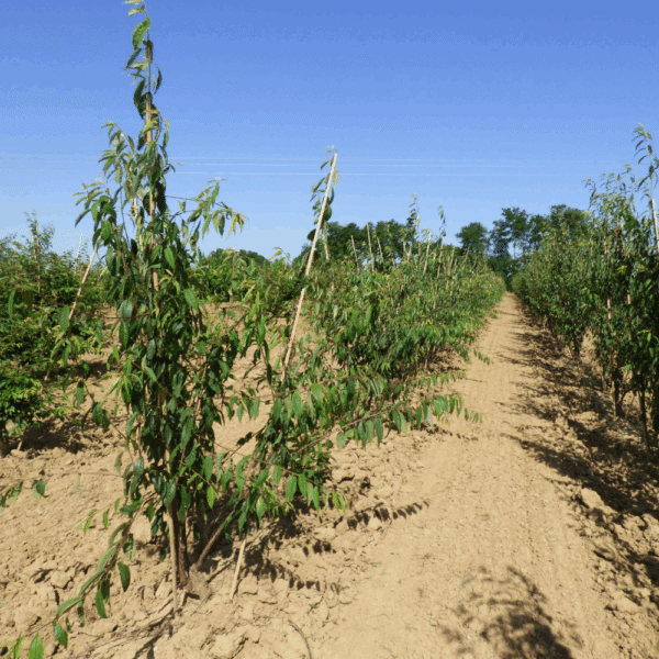 PRUNUS serrula AMBER SCOTS® 'Minscots' – Image 4