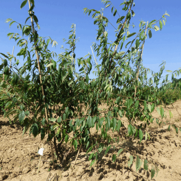 PRUNUS serrula AMBER SCOTS® 'Minscots' – Image 3