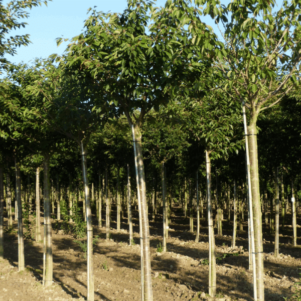 PRUNUS serrulata 'Fugenzo' – Image 4