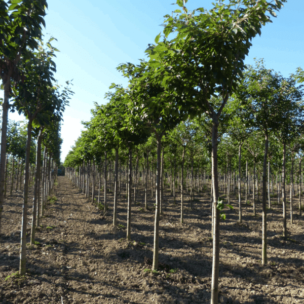 PRUNUS serrulata 'Fugenzo' – Image 2