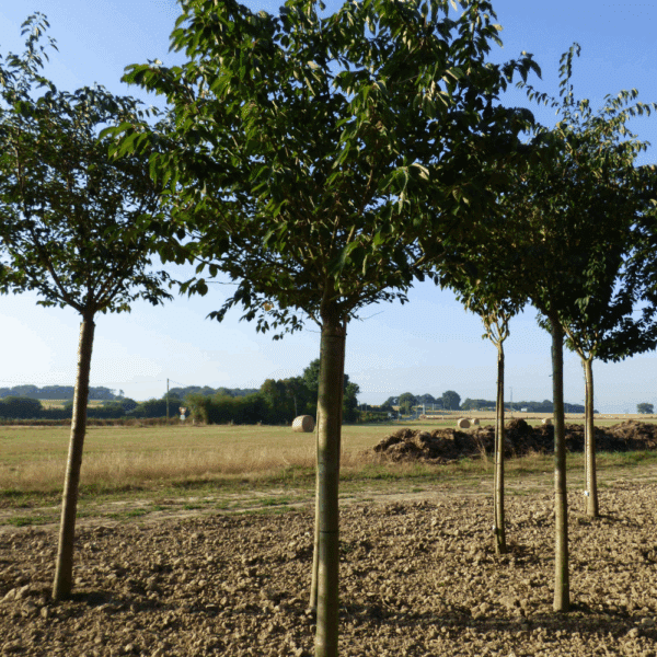 PRUNUS serrulata 'Fugenzo' – Image 7