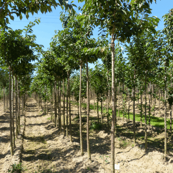 PRUNUS serrulata 'Fugenzo' – Image 6