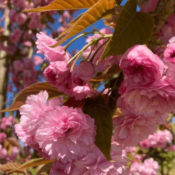 PRUNUS serrulata 'Kanzan' – Image 3