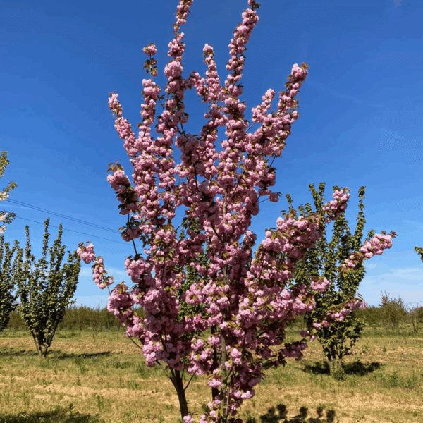 PRUNUS serrulata 'Kanzan' – Image 2