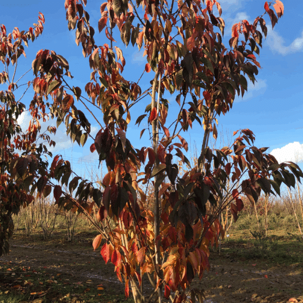 PRUNUS serrulata 'Kanzan' – Image 6