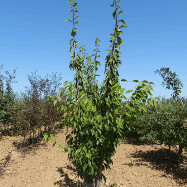 PRUNUS serrulata 'Kanzan' – Image 8