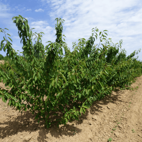 PRUNUS serrulata 'Kanzan' – Image 5
