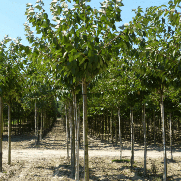 PRUNUS serrulata 'Kanzan' – Image 4